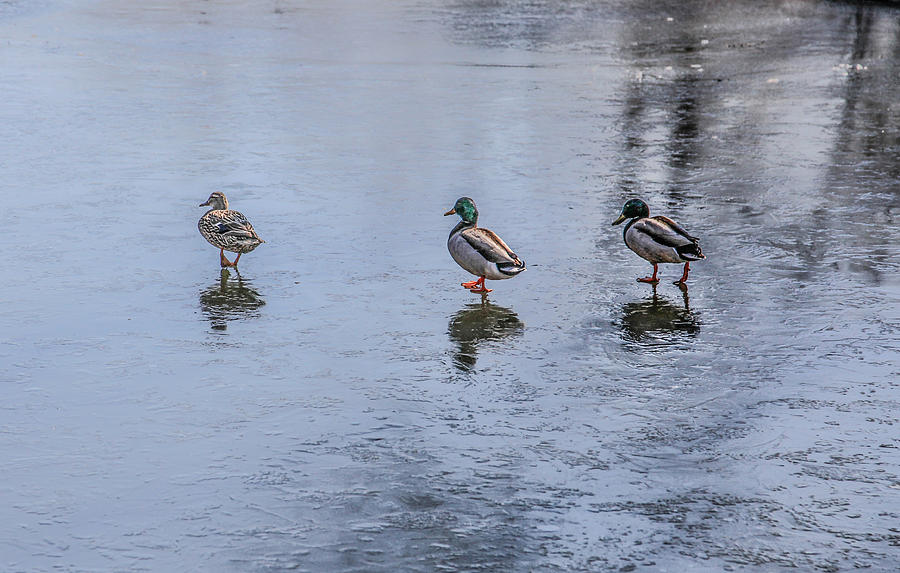 Ducks On Ice Photograph by Ray Congrove
