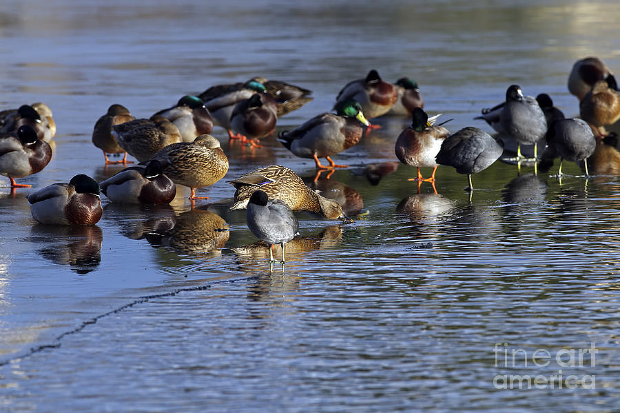 Ducks on Ice Photograph by Sharon Talson
