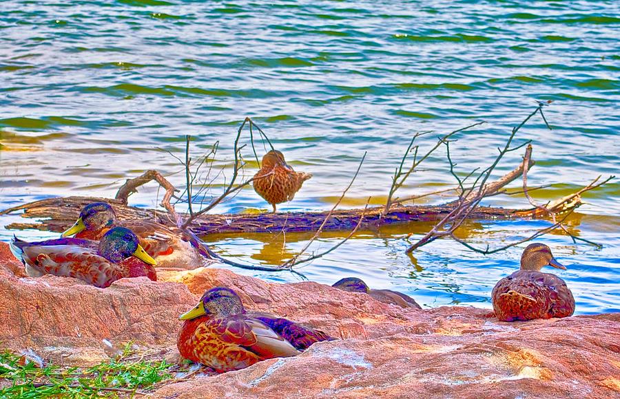Mallard Ducks Resting by Inks Lake Photograph by Kristina Deane