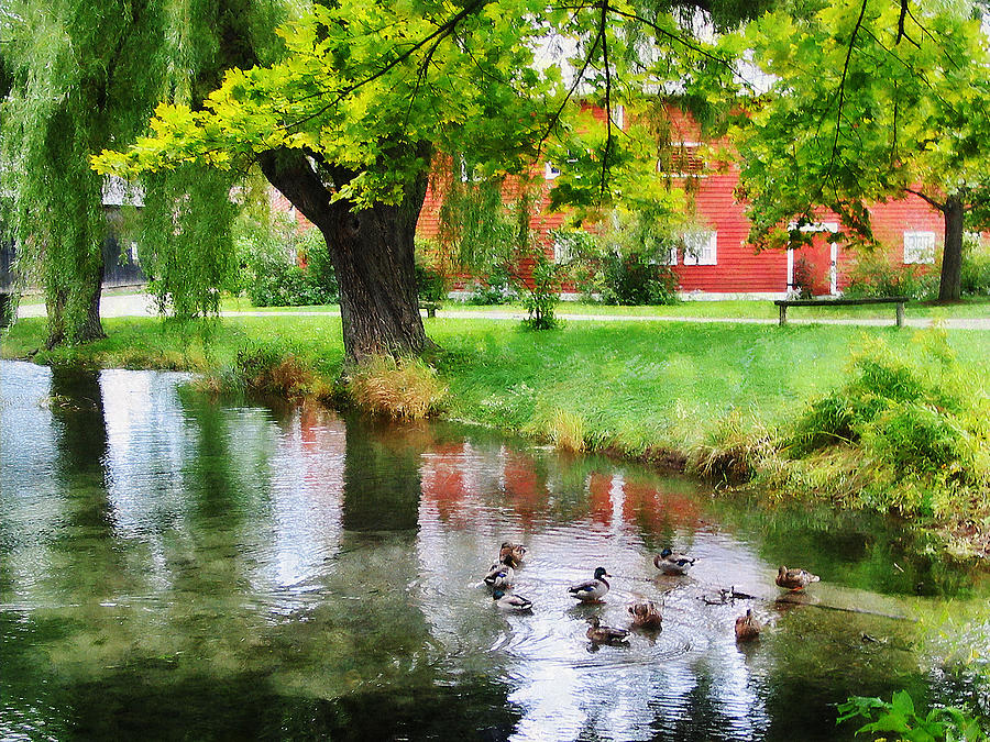 Ducks on Pond Photograph by Susan Savad