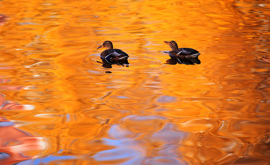Ducks on the Golden Waters Photograph by Jenny Rainbow