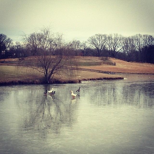 Ducks On The Iced Pond ❄️ Photograph by Kristin Coleman