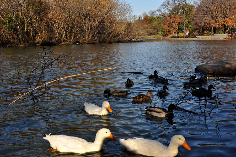 Ducks on the lake.  Photograph by Diane Lent