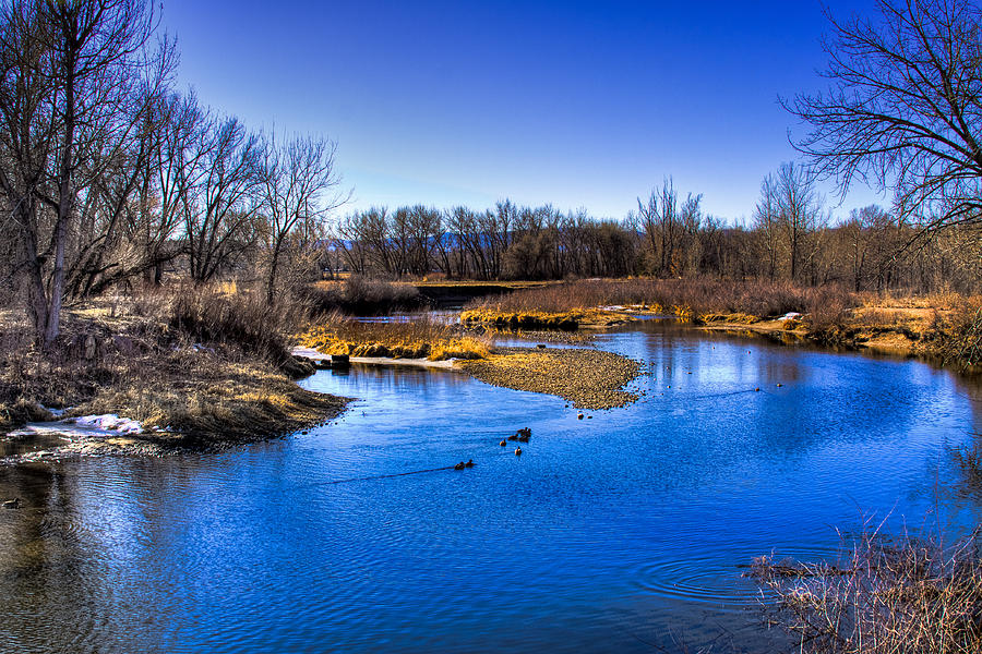 Ducks on the River Photograph by David Patterson