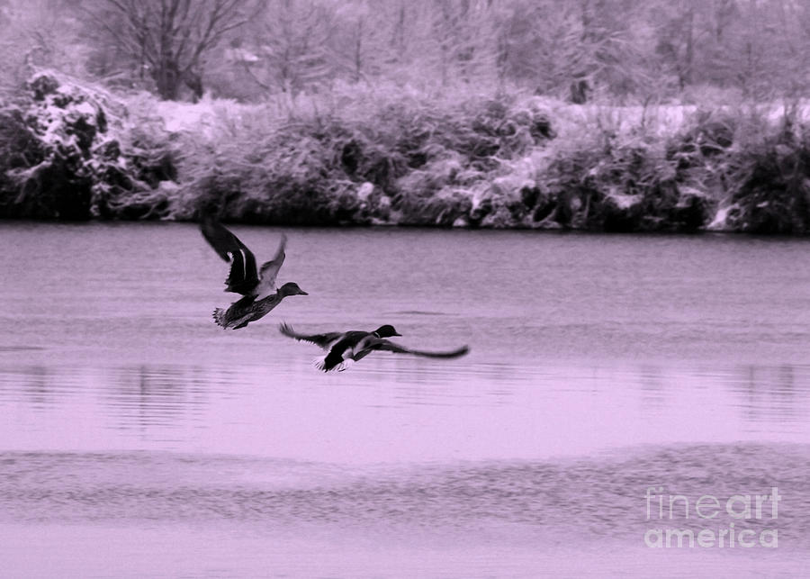 Ducks over Winter River Photograph by Carol Groenen
