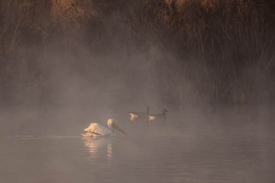 Ducks Pelican Birds on a Foggy Lake Nature Fine Photography Print  Photograph by Jerry Cowart
