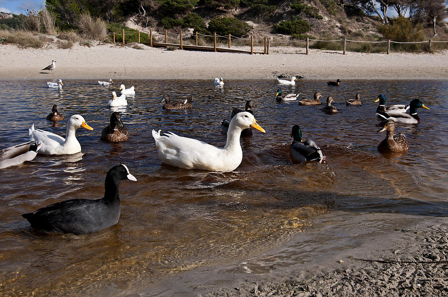Ducks in Wetlands of Son Bou Beach in Minorca - ducks promenade Photograph by Pedro Cardona Llambias