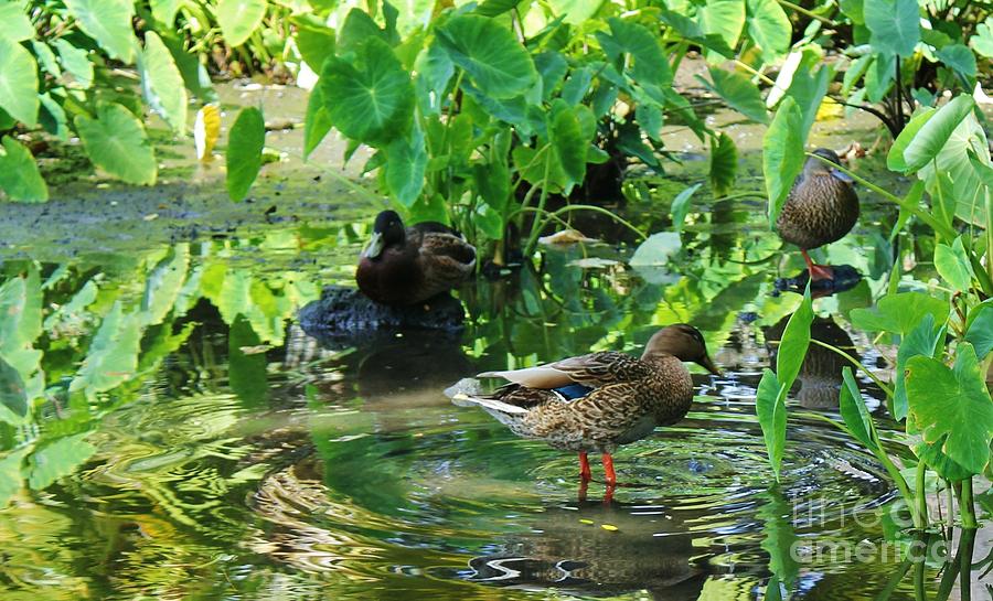 Ducks Realm Photograph by Craig Wood