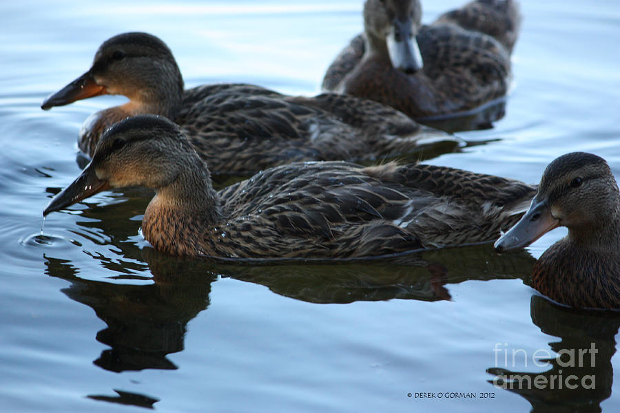 Ducks Reflecting Photograph by Derek OGorman