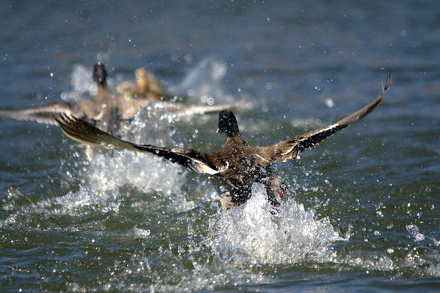 Duck Photograph - Ducks Running On Water by Roy Williams
