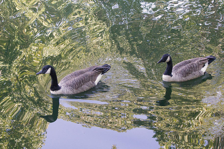 Ducks Photograph by Susan Jensen