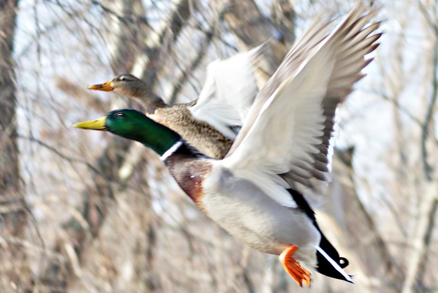 Ducks Take Off I Photograph by Joe Faherty