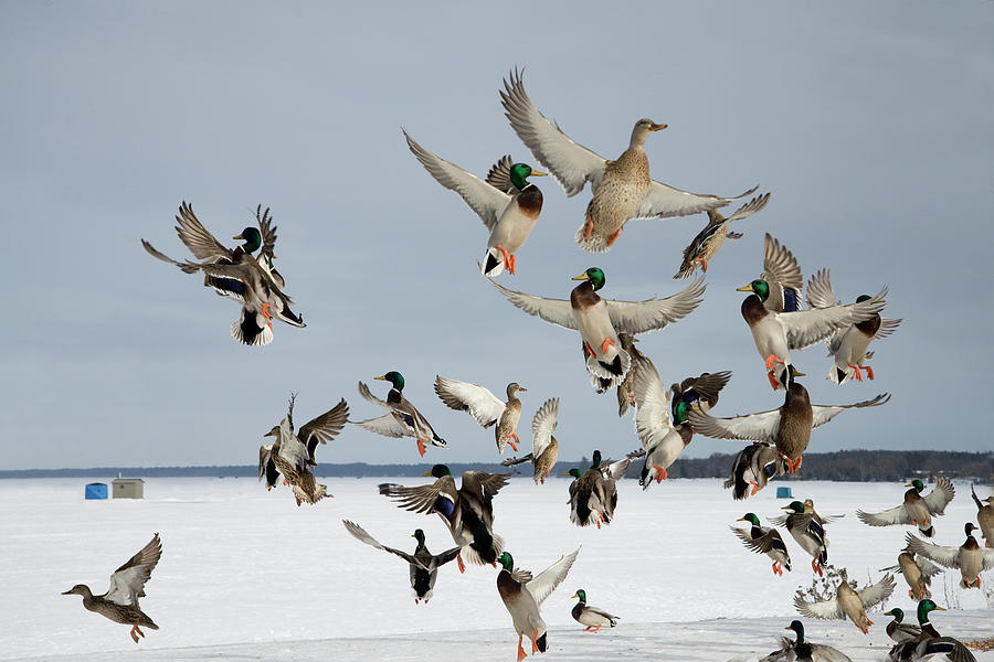 Ducks Taking Flight Photograph by Gail Shotlander