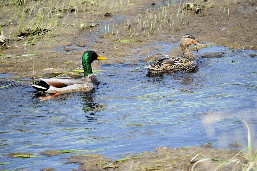 Ducks Unlimited Not Photograph by Bonfire Photography