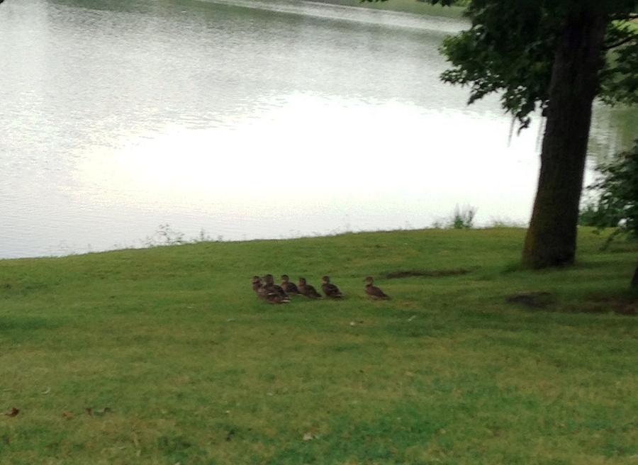Ducks Walking Away Photograph