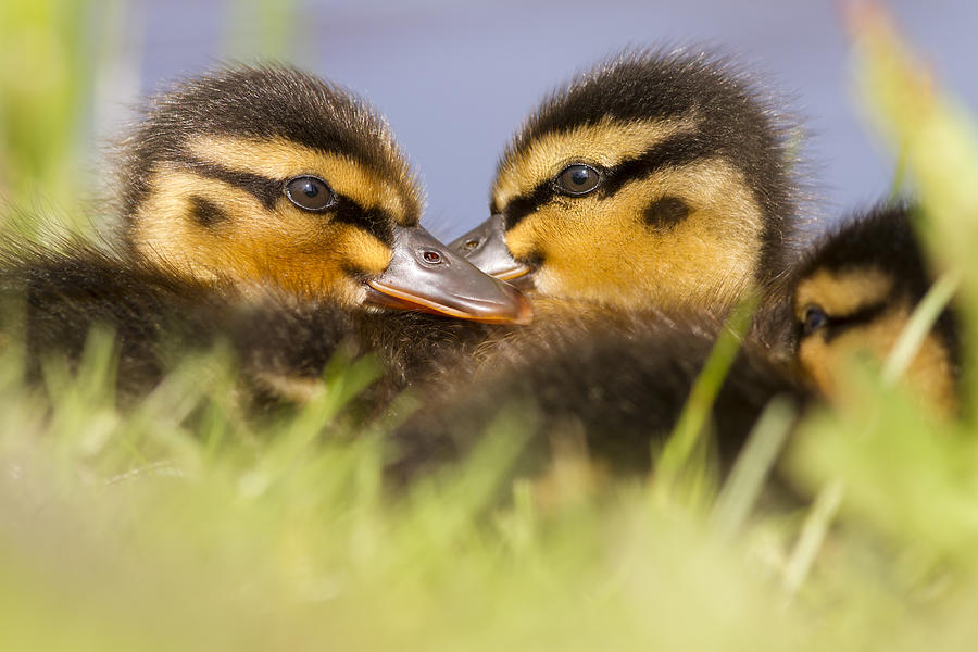 Duck Photograph - Ducktwins by Roeselien Raimond
