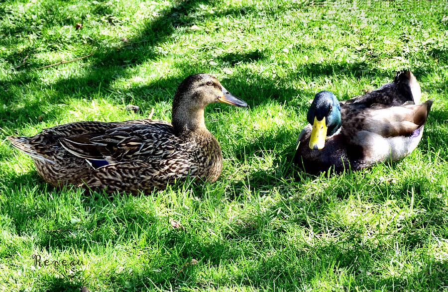 Ducky Dating Photograph by A L Sadie Reneau