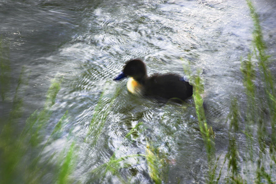 Duck Photograph - Ducky Dreams by Richard Malin
