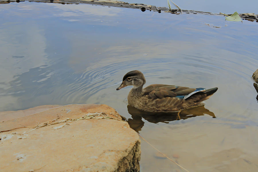 Duck Photograph - Ducky One by Barbara Dean