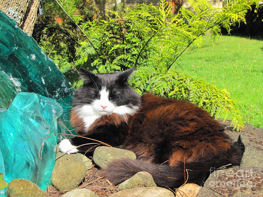 Tuxedo Cat Photograph - Dude In The Royal Garden by Pamela Iris Harden