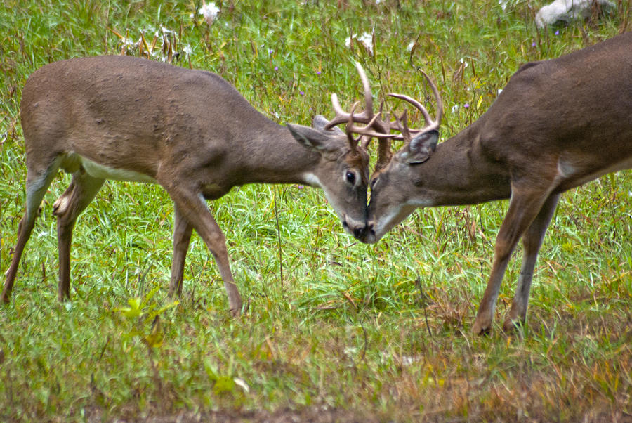 Dueling Bucks Photograph by Michael Peychich