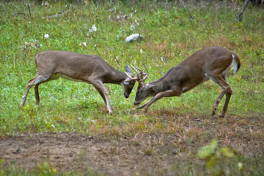 Dueling Bucks Two Photograph by Michael Peychich