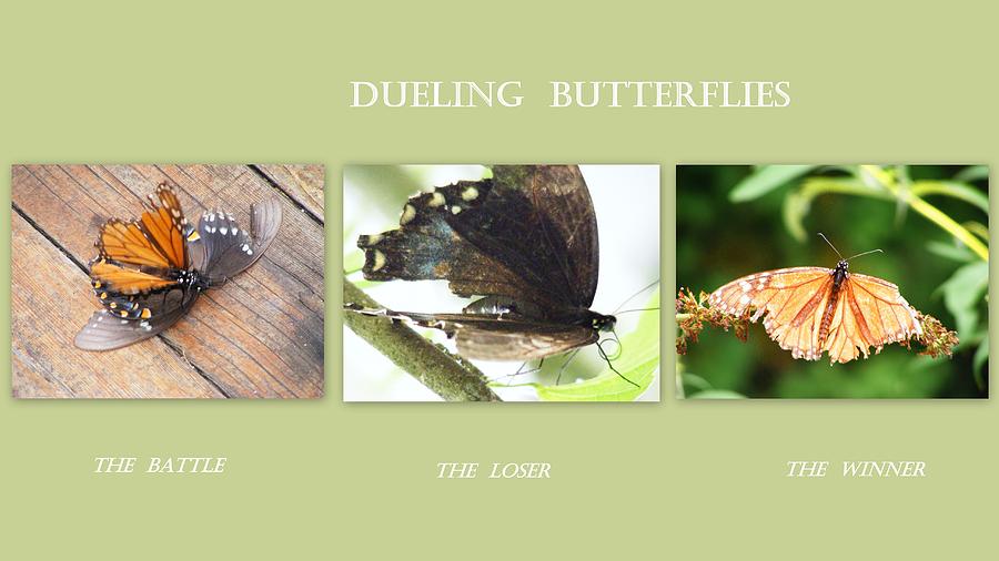 Dueling Butterflies Collage Photograph by Margie Avellino