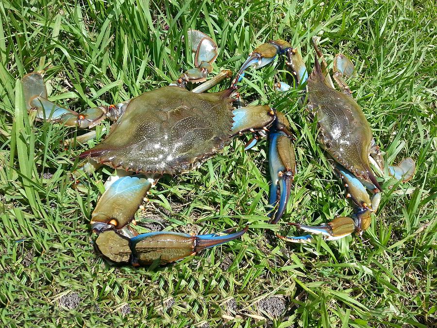 Nature Photograph - Dueling Crabs by Fortunate Findings Shirley Dickerson