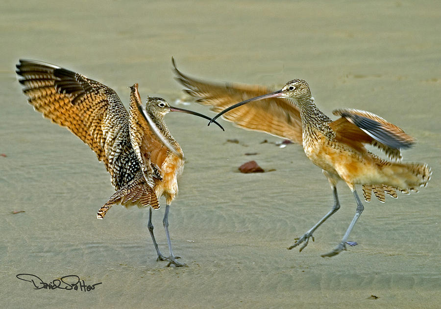 Dueling Curlews Photograph by David Salter