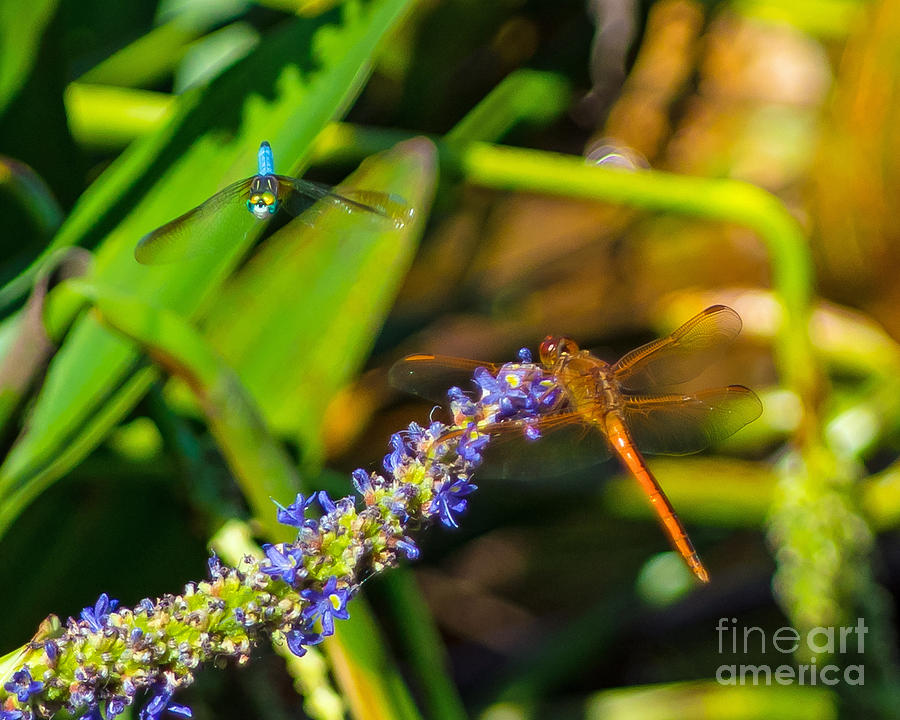 Dueling Dragonflies Photograph by Stephen Whalen