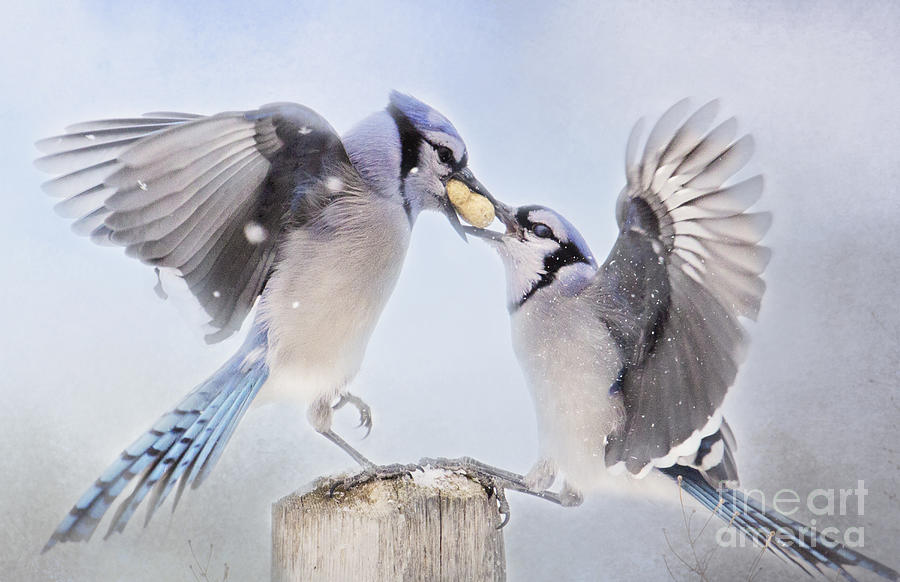 Dueling Jays Photograph by Pam  Holdsworth