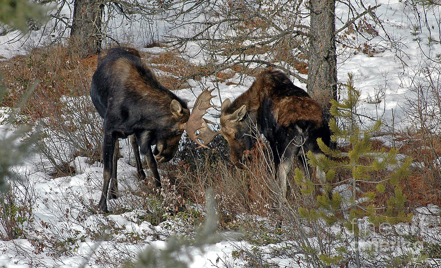 811P Dueling Moose Photograph by NightVisions