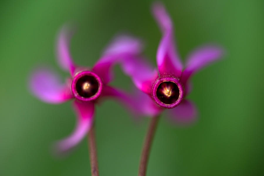Flower Photograph - Duet in pink by Jaroslaw Blaminsky