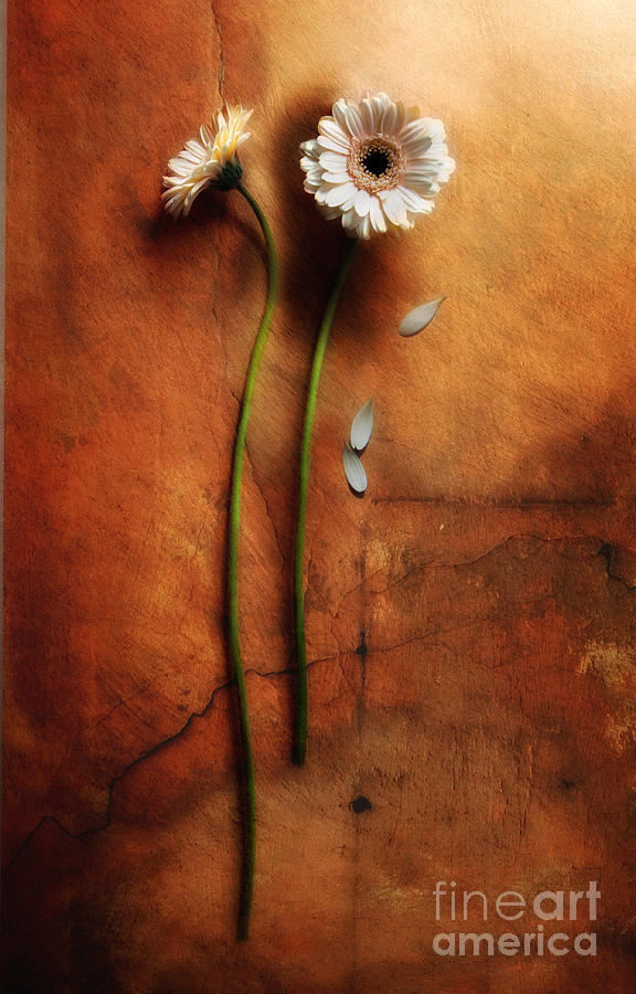Flower Photograph - Duet by Jaroslaw Blaminsky