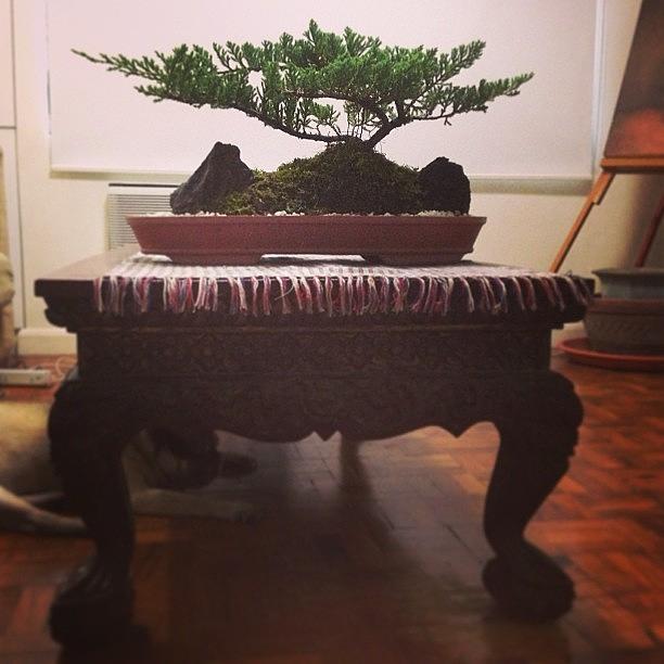 Dug Welcomes Home A New Bonsai Photograph by Anthony C