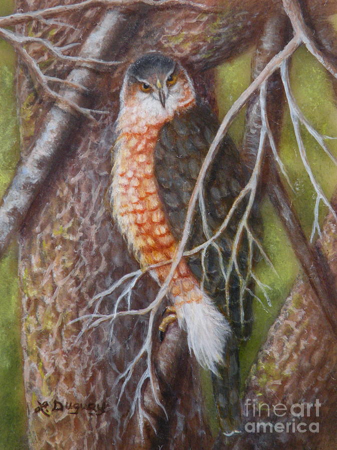Red Shoulder Hawk Painting by Lora Duguay