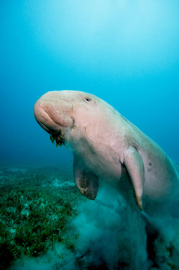 Portrait Photograph - Dugong  Dugong dugon swimming over the sea grass by Dray Van Beeck