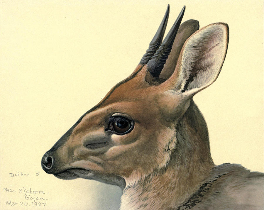 Nature Painting - Duiker by Dreyer Wildlife Print Collections 
