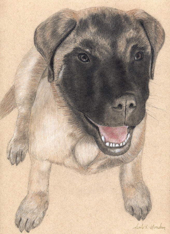 Duke Dozer of Dakota - Commissioned English Mastiff Portrait Drawing by Nicole I Hamilton