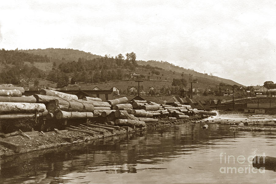 Mill Pond Photograph - Dumping logs into the mill pond circa 1910 by Monterey County Historical Society