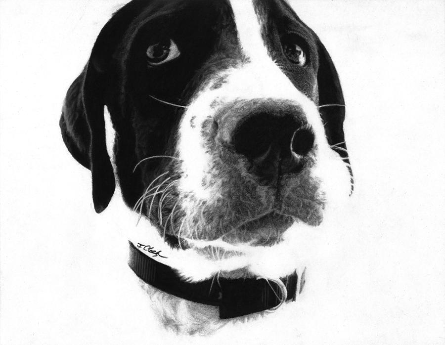 Duncan Pointer Drawing by Justin Clark