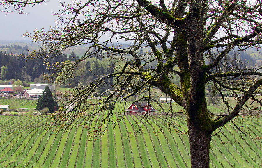 Dundee Hills Wine Country Photograph by Elizabeth Rose Fine Art America