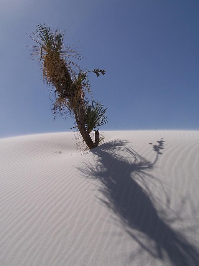Dune buds Photograph by Jewels Hamrick