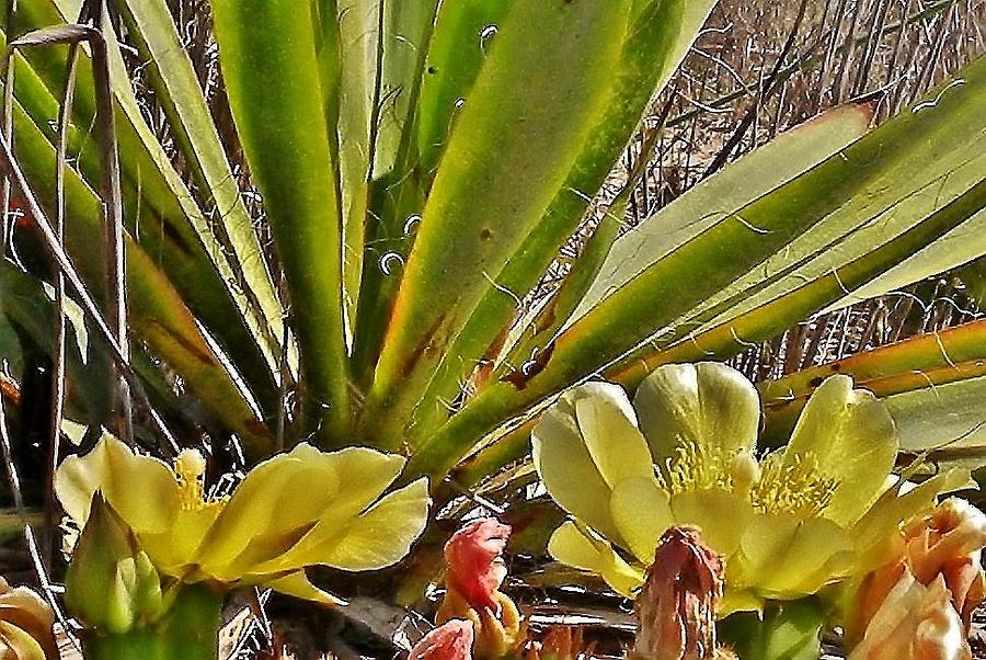 Dune Cactus Photograph by Kim Bemis