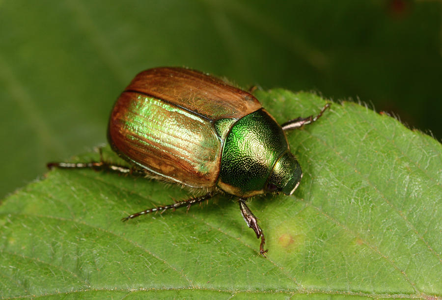 Dune Chafer Photograph by Nigel Downer/science Photo Library - Fine Art ...