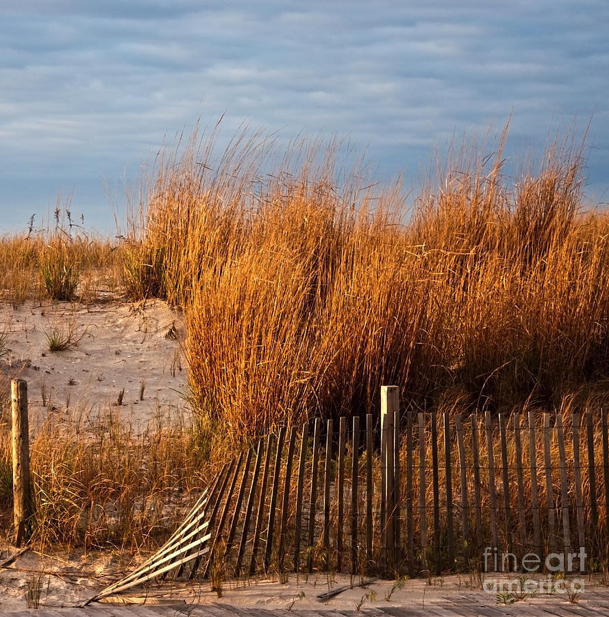Dune Fence Photograph by Debra Fedchin