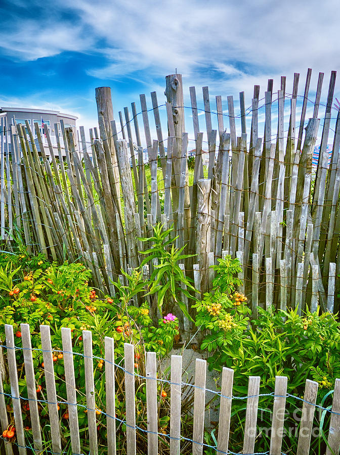 Dune Fences Photograph by Mark Miller