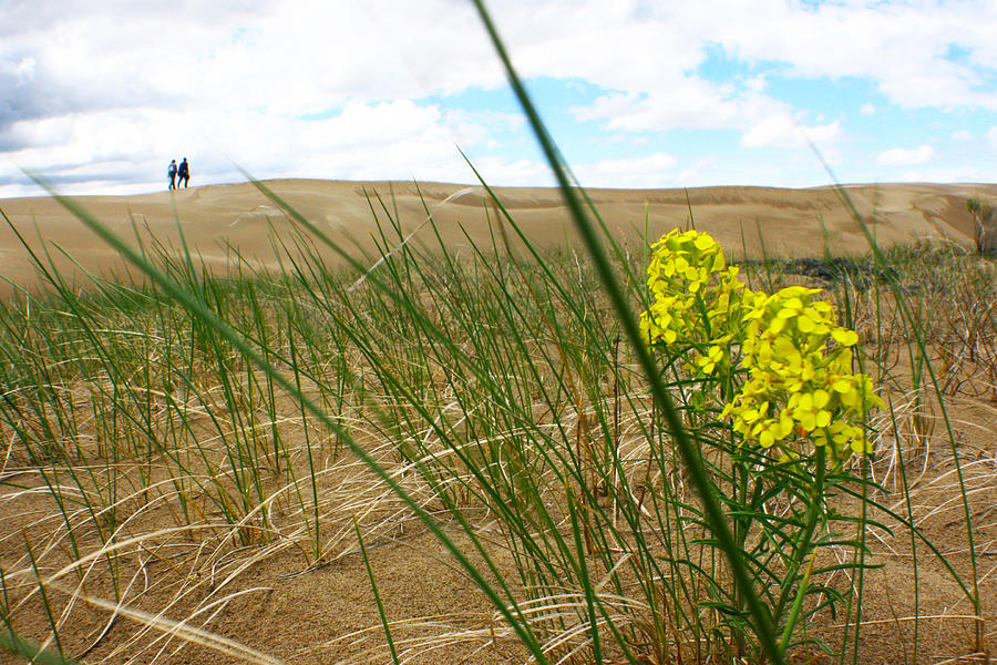 Dune Flowers 2 Photograph by Jon Emery