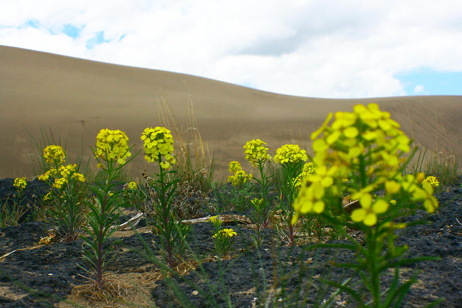 Dune Flowers 3 Photograph by Jon Emery