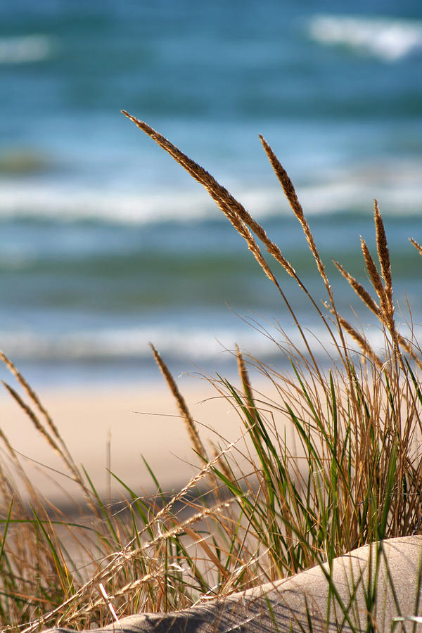 Dune Grass 2 Photograph by Allan Lovell - Fine Art America
